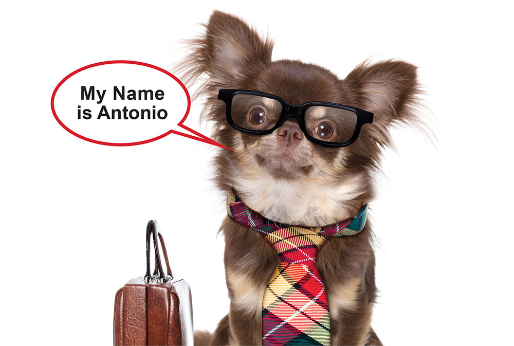 My name is Antonio from San Antonio but my friends call me Packmutt