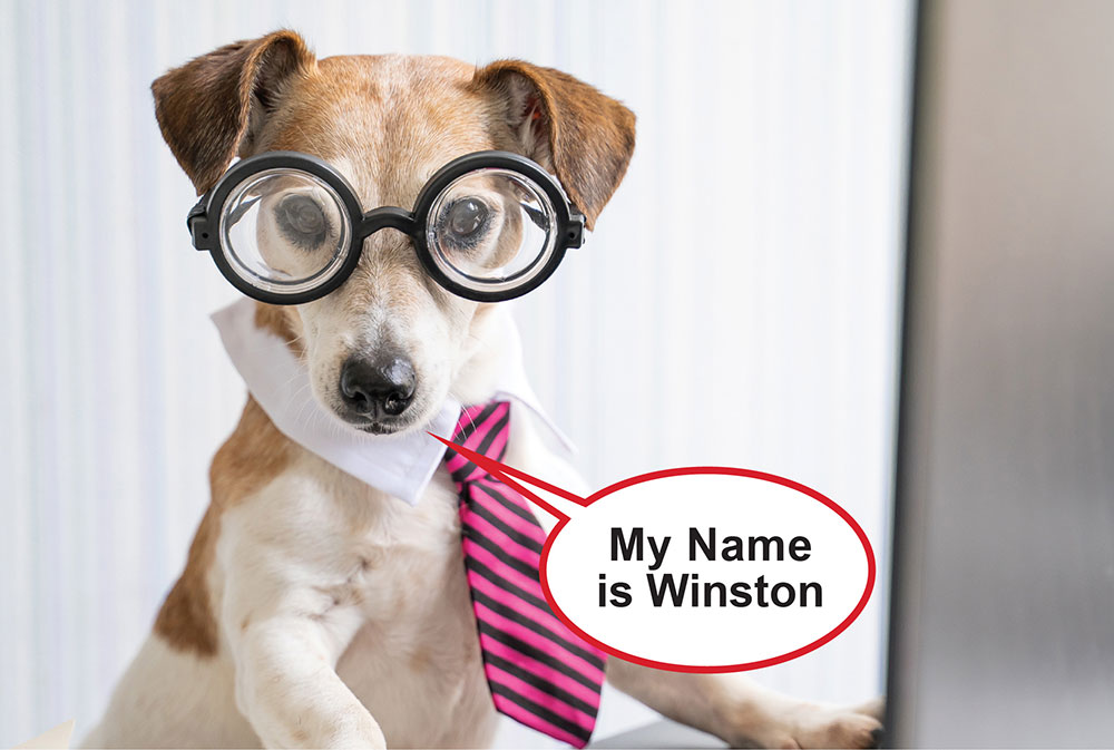 My name is Winston Fur-chill, and I work with great office paw-fessionals